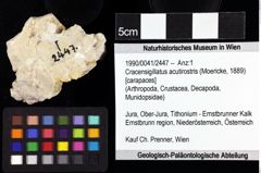 Foto (Objket + Etiketten) von Cracensigillatus acutirostris (Moericke, 1889) 